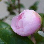 RIMG0276