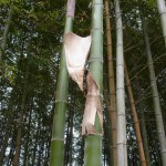 2012_0519竹のシントメ0014