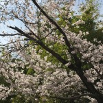 IMG_0860