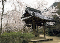 勝持寺